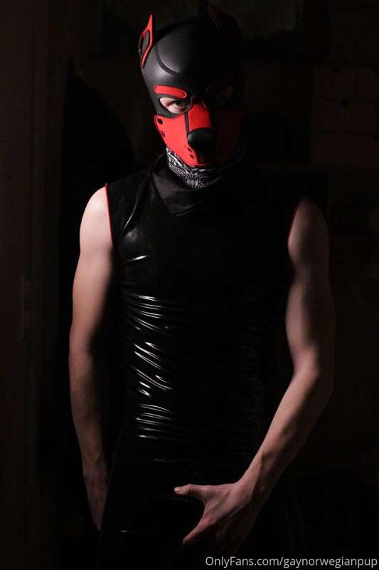 gaynorwegianpup image #0