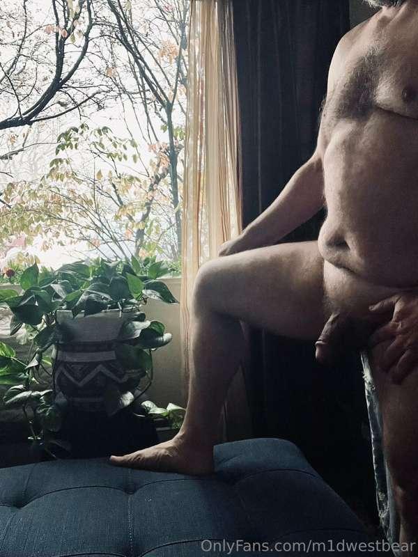 m1dwestbear image #2
