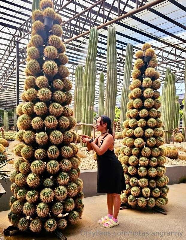 cactus like christmas Tree 🌲 