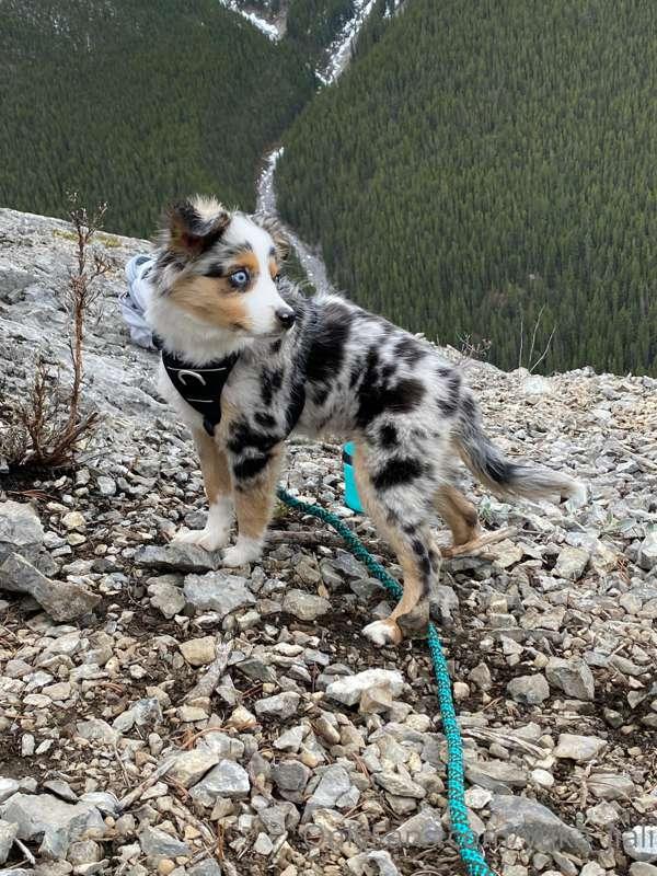 it’s Dante’s first hike ever! look at him on a leash.. 😍 he ..