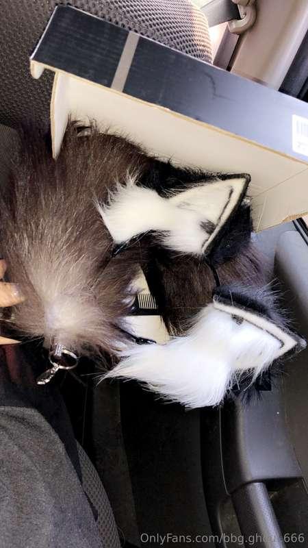 My ears and tail finally came in and I’m soooo happy 😊 who’s..