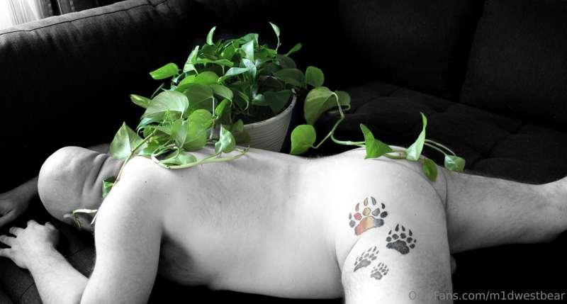 m1dwestbear image #4