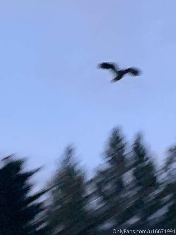 Had a horned owl near our house! Couldn’t get a great photo ..