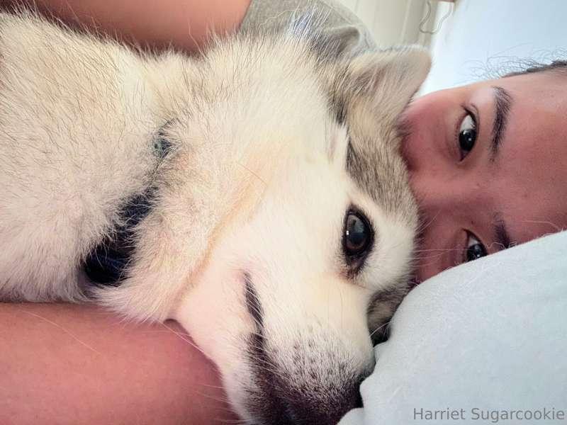 I have to go find an emergency vet. My dog Anbu has been thr..