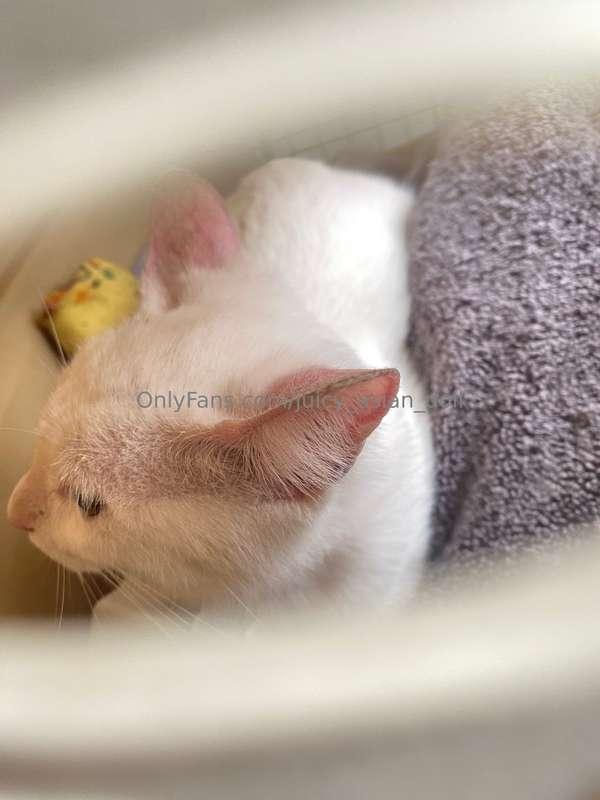 Was selected by Wild Kitten Distribution System, took this k..