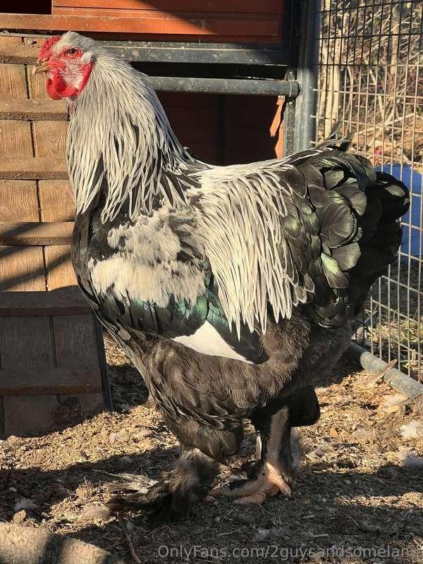 First cock pic on here😜