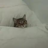stalkek