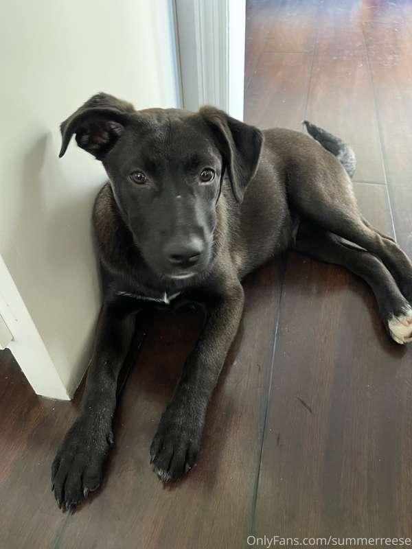With all the puppy talk I’ve come to realize I haven’t shown..