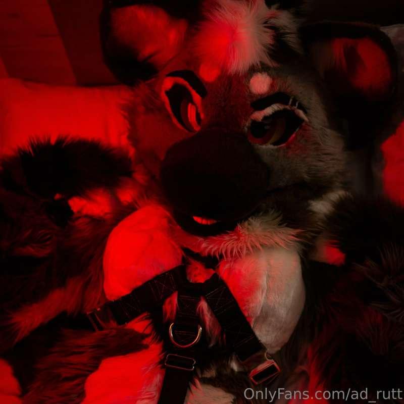 ad_rutt image #10