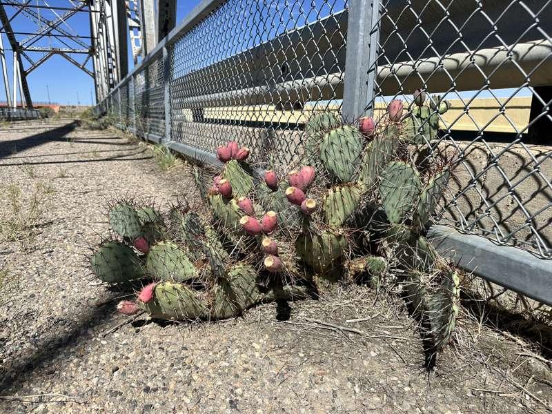 The toe stabbing cactus!!! 