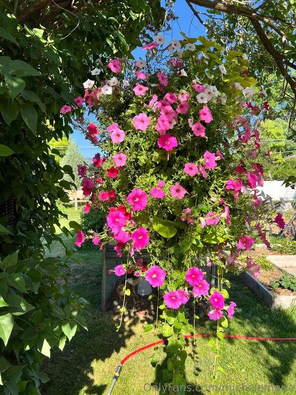 A few of my favorite parts of my garden this year…can you na..