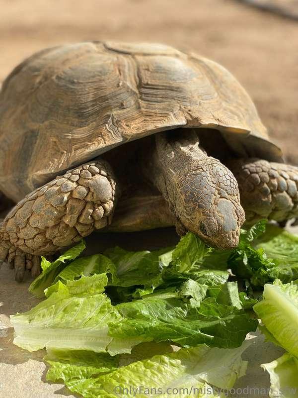 My Tortoise! :) <3 <3 <3