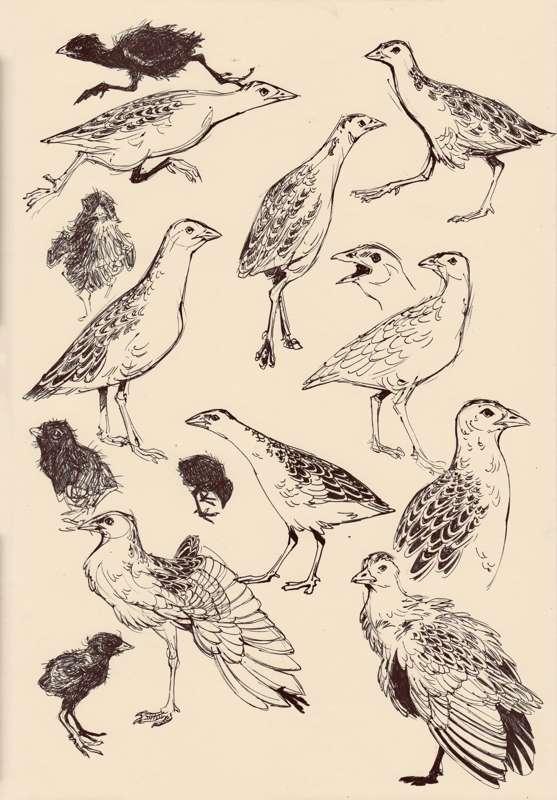 Bird sketches