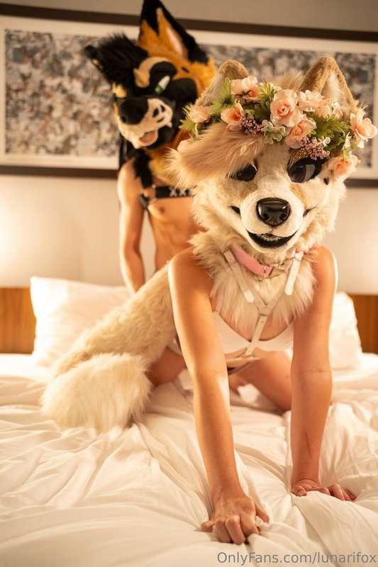 He’s such a good shep! Huff~

@palacewolf 

Photography by @..