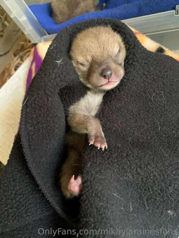 The pups are doing well  😊 I have a wildlife rehabber friend..