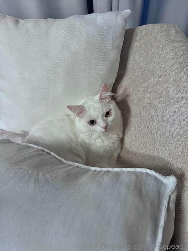 My cat passing by to say hi 😘💕