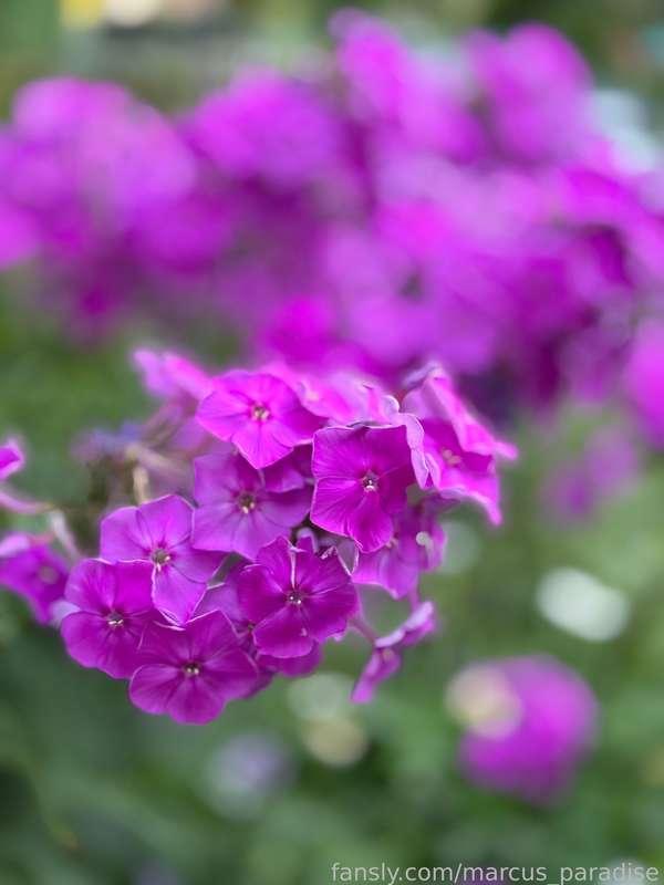 marcus_paradise image #4