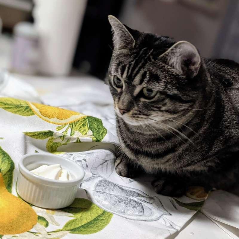 Fixed the patreon discount, (plus a Secret Cleo)
