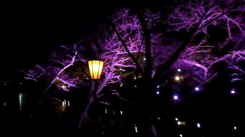Lit Up Japanese Park