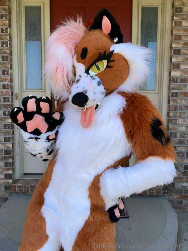fox_anatomy image #2