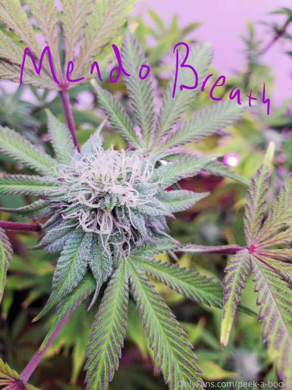 peek-a-boo-u image #1