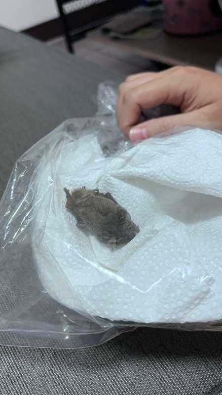 蝙蝠死在我的房間門口,我嚇死了!  因為下午我的狗一直在抓門我不確定他有沒有接觸到蝙蝠, 也不確定我家的貓有沒有接觸到😭..