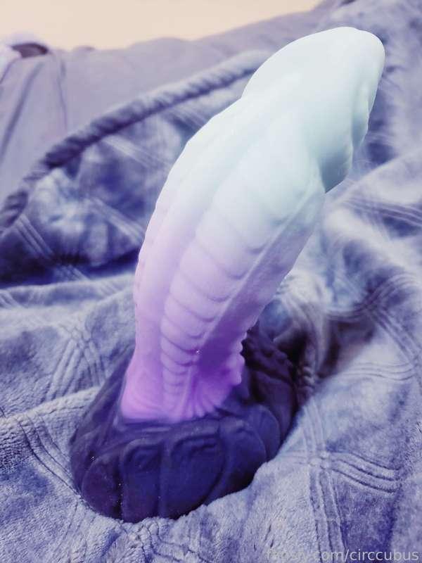 circcubus image #3