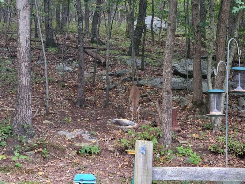 Pics of me feeding the deer. She barely moved away about 6ft..