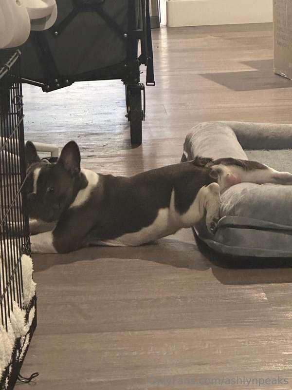 My dog is weird 🫨