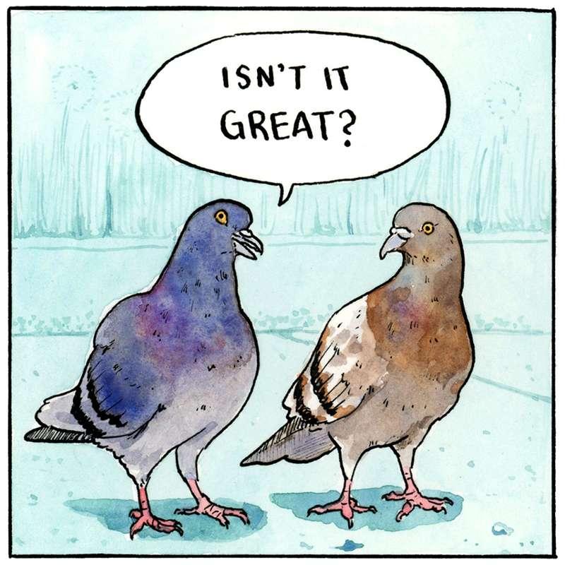 Columba oblivia