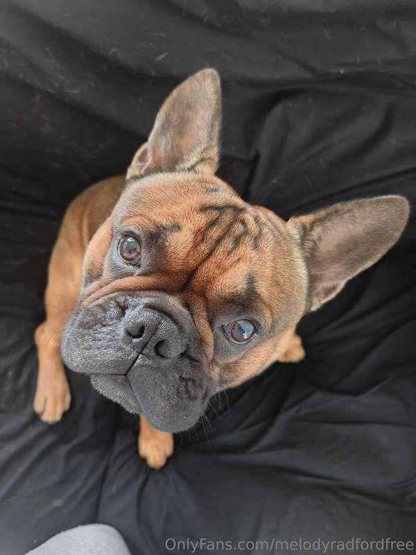 Everyone called him ugly as a puppy but he turned out to be ..