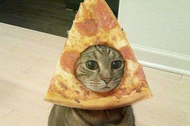 😹😹😹