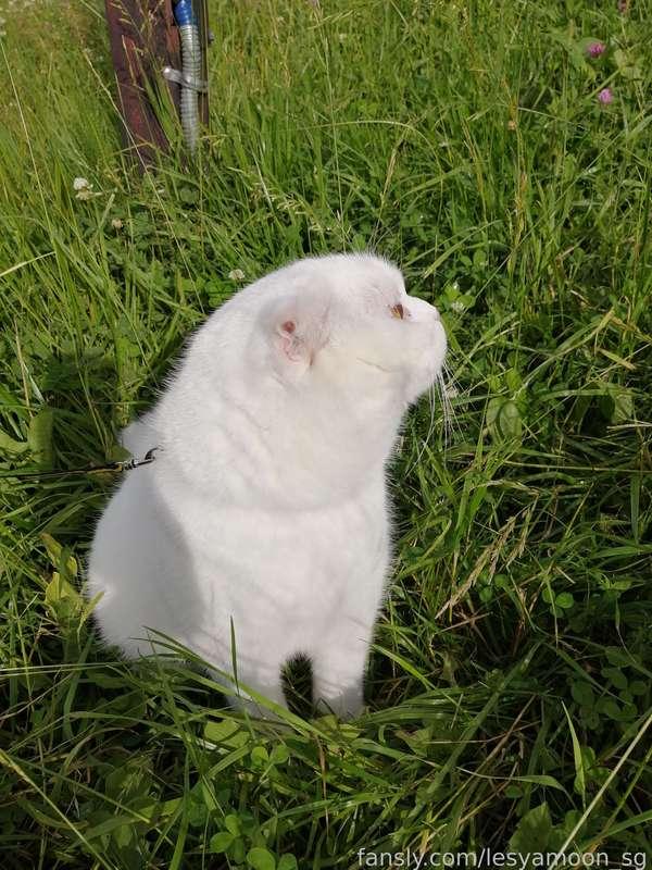 lesyamoon_sg image #0