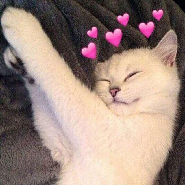 Hi cutie~! 