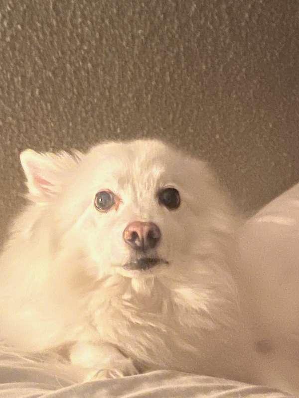 Pet Photos