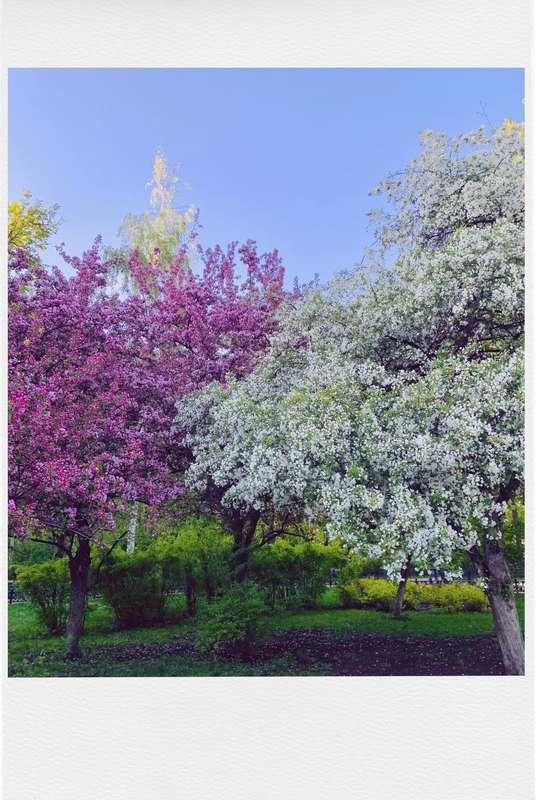 Spring blooms to make you smile 🌸🌿