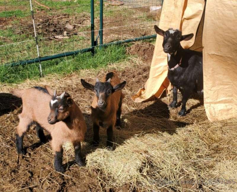 Hey ya'll it's  baby session around the the farm 🚜 😉  Though..
