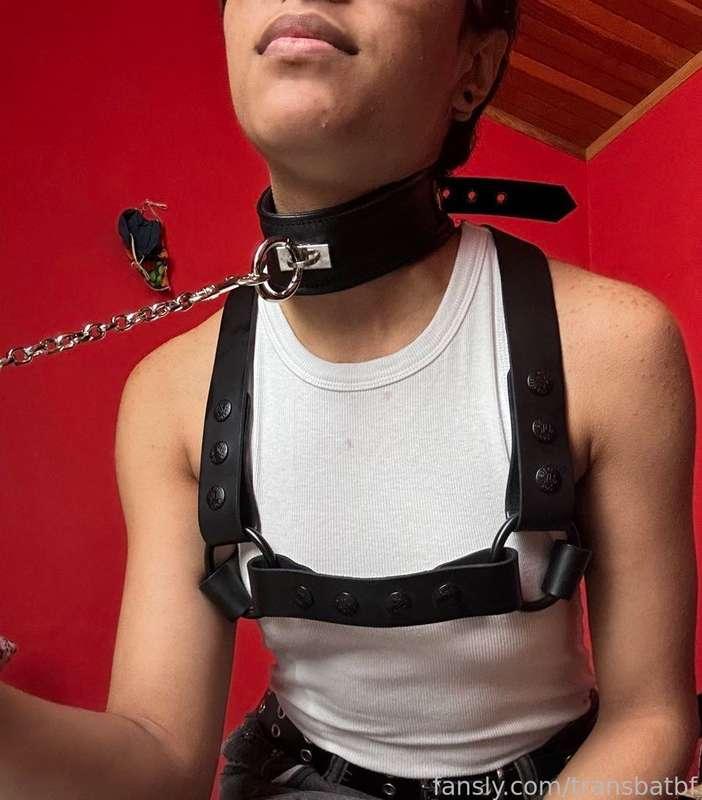 transbatbf image #24