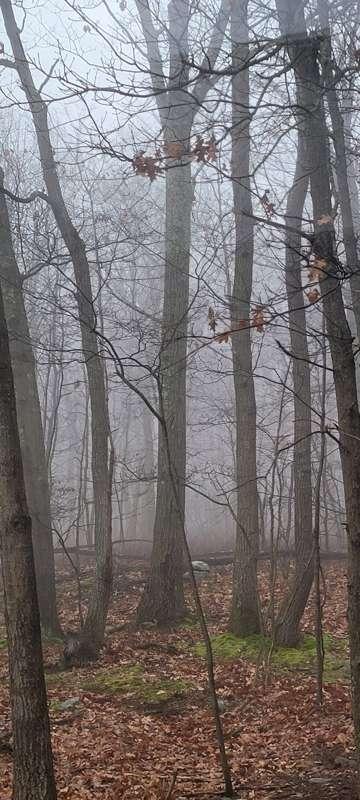I love foggy mornings 😁