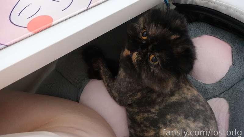 She really likes to take my place as soon as i get up😂  But she's too cute to send her away, just look at her🥰🥰 So sometimes i need to share one chair with this little one🥺

#fyp #life #gfe #blog #cat #egirl #girlfriend