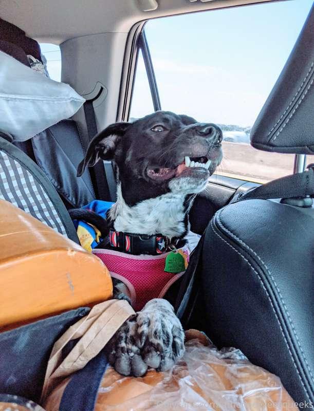 athenaeeveesqueeks image #0