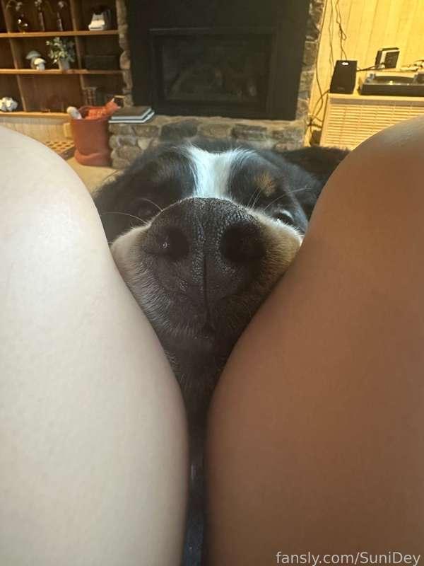*me minding my own business* 

My dog: 

He wants to sit in my lap but he’s not puppy sized anymore 😭 
