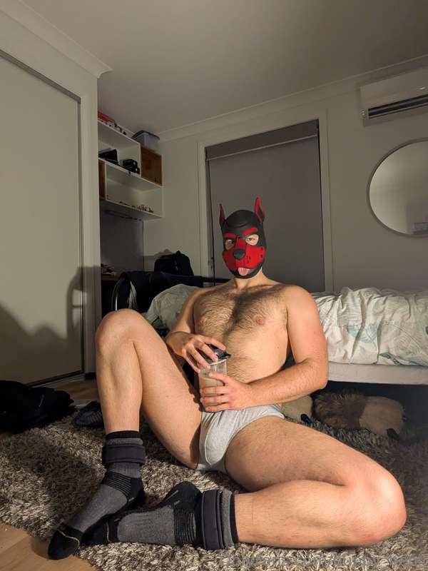 puppy_benji image #3