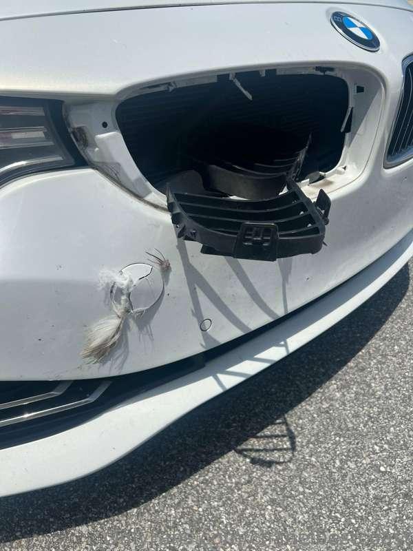 ……a bird just flew into my car…tips appreciated 😅