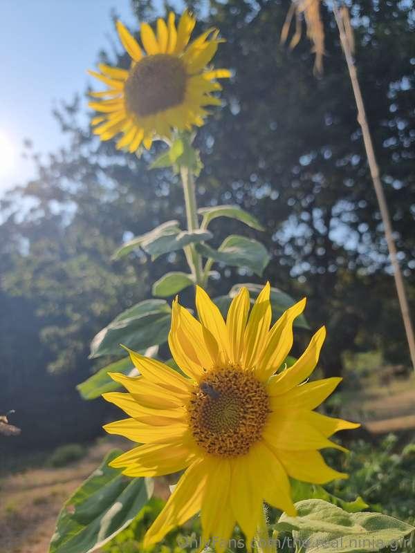 the.real.ninja.girl image #1