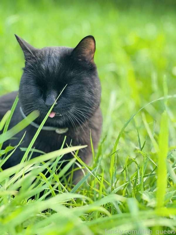 lilith_queen image #0