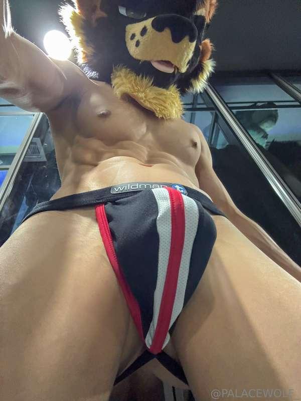 palacewolf image #3