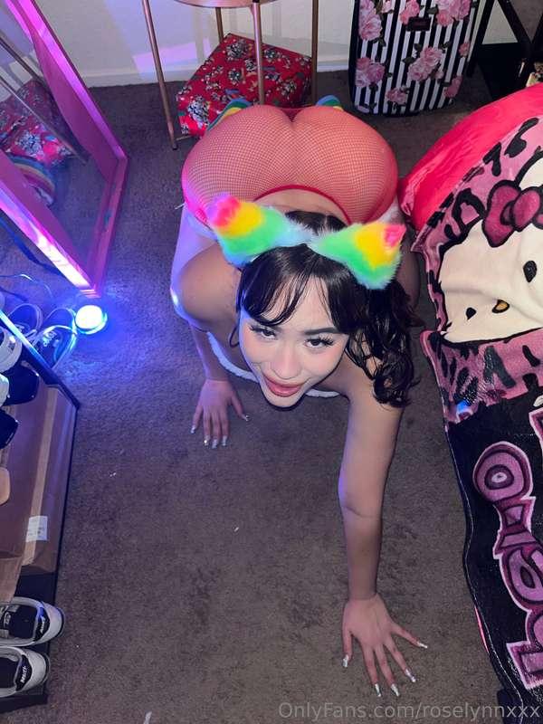 quarterkitty image #35