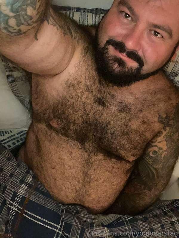 yogibearstag image #1