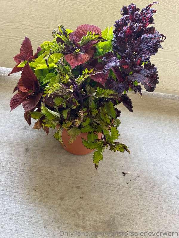 Bought new plants on sale all together $24. Meet Barb on the..